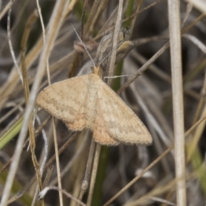 Scopula rubraria at Hawker, ACT - 20 Feb 2018