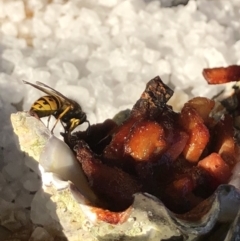 Vespula germanica (European wasp) at Braddon, ACT - 20 Feb 2018 by AaronClausen
