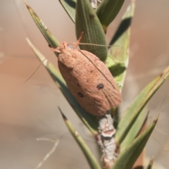 Garrha pudica (Modest Dullmoth) at The Pinnacle - 20 Feb 2018 by AlisonMilton