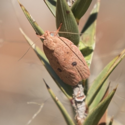 Garrha pudica (Modest Dullmoth) at The Pinnacle - 20 Feb 2018 by AlisonMilton