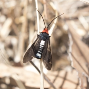 Hestiochora furcata at Hawker, ACT - 20 Feb 2018 02:20 PM