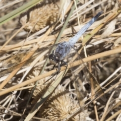 Orthetrum caledonicum (Blue Skimmer) at Hawker, ACT - 20 Feb 2018 by Alison Milton