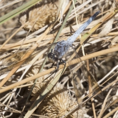 Orthetrum caledonicum (Blue Skimmer) at Hawker, ACT - 20 Feb 2018 by AlisonMilton