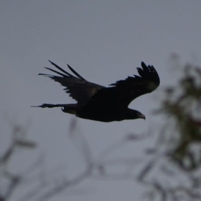 Aquila audax (Wedge-tailed Eagle) at Red Hill, ACT - 19 Feb 2018 by roymcd