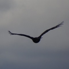 Aquila audax at Red Hill, ACT - 19 Feb 2018