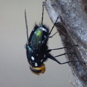 Rutilia (Ameniamima) argentifera at Garran, ACT - 18 Feb 2018