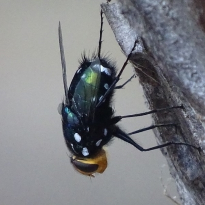 Rutilia (Ameniamima) argentifera (A Bristle fly) at Garran, ACT - 18 Feb 2018 by roymcd