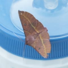 Oenochroma vinaria (Pink-bellied Moth, Hakea Wine Moth) at Higgins, ACT - 20 Feb 2018 by AlisonMilton