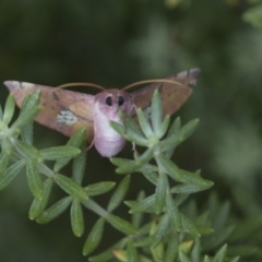 Oenochroma vinaria at Higgins, ACT - 20 Feb 2018