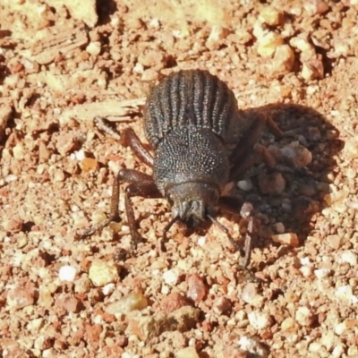 Amycterus abnormis (Ground weevil) at Molonglo Valley, ACT - 20 Feb 2018 by JohnBundock