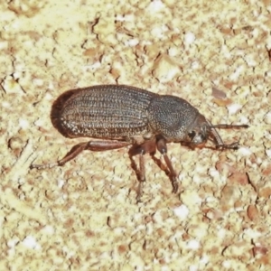 Amycterus abnormis at Molonglo River Reserve - 20 Feb 2018