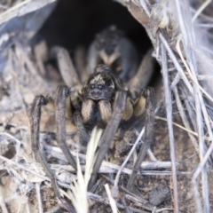 Tasmanicosa godeffroyi (Garden Wolf Spider) at Dunlop, ACT - 20 Feb 2018 by AlisonMilton