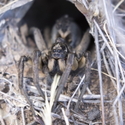 Tasmanicosa godeffroyi (Garden Wolf Spider) at The Pinnacle - 20 Feb 2018 by AlisonMilton