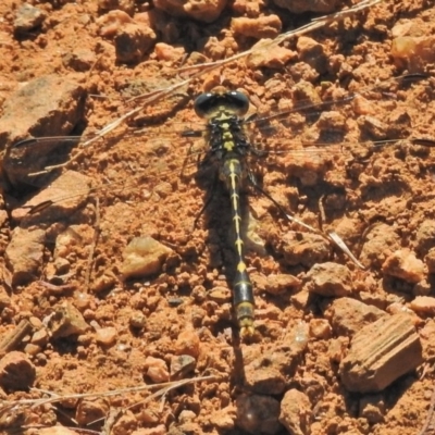 Austrogomphus australis (Inland Hunter) at Molonglo Valley, ACT - 20 Feb 2018 by JohnBundock