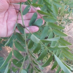 Robinia pseudoacacia at Molonglo River Reserve - 18 Feb 2018 07:25 PM