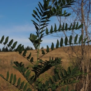 Robinia pseudoacacia at Molonglo River Reserve - 18 Feb 2018 07:25 PM