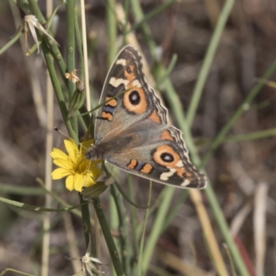 Junonia villida (Meadow Argus) at Hawker, ACT - 20 Feb 2018 by AlisonMilton