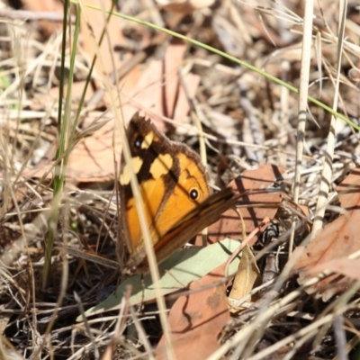 Heteronympha merope (Common Brown Butterfly) at The Pinnacle - 20 Feb 2018 by AlisonMilton