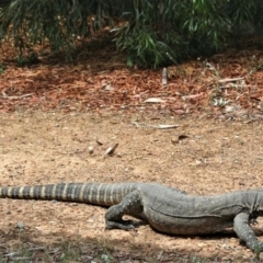 Varanus rosenbergi (Heath or Rosenberg's Monitor) at Sutton, NSW - 23 Jan 2018 by Whirlwind