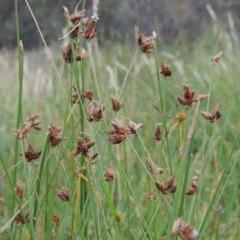 Fimbristylis sp. aff. dichotoma (A Sedge) at Conder, ACT - 5 Feb 2018 by michaelb