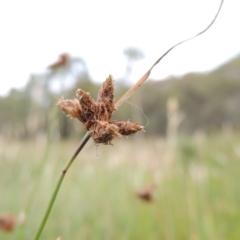 Fimbristylis sp. aff. dichotoma at Conder, ACT - 5 Feb 2018 08:00 PM