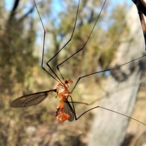 Leptotarsus (Leptotarsus) clavatus at Cook, ACT - 20 Feb 2018 05:44 PM