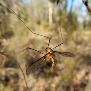 Leptotarsus (Leptotarsus) clavatus at Cook, ACT - 20 Feb 2018