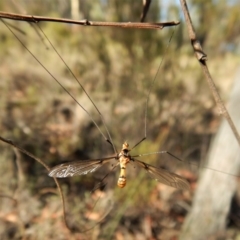 Leptotarsus (Leptotarsus) clavatus at Cook, ACT - 20 Feb 2018