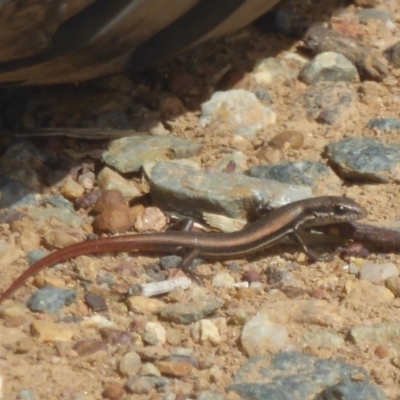 Morethia boulengeri (Boulenger's Skink) at Symonston, ACT - 20 Feb 2018 by Christine