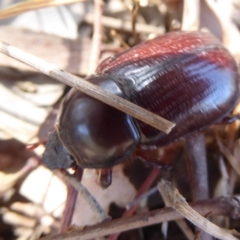 Dynastinae (subfamily) at Symonston, ACT - 20 Feb 2018