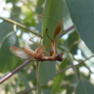 Mantispidae (family) at Symonston, ACT - 20 Feb 2018