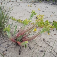 Euphorbia paralias (Sea Spurge ) at Pambula - 20 Feb 2018 by DeanAnsell