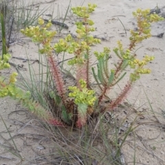 Euphorbia paralias (Sea Spurge ) at Pambula - 20 Feb 2018 by DeanAnsell