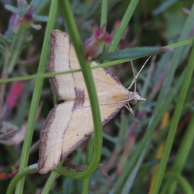 Anachloris subochraria (Golden Grass Carpet) at Conder, ACT - 3 Feb 2018 by michaelb