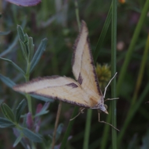 Anachloris subochraria at Conder, ACT - 3 Feb 2018