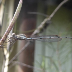 Austrolestes leda at Flynn, ACT - 21 Feb 2018