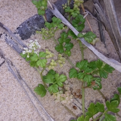 Apium prostratum var. filiforme (Sea Celery) at Pambula - 20 Feb 2018 by DeanAnsell