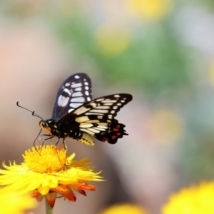 Papilio anactus at Acton, ACT - 21 Feb 2018 01:33 PM