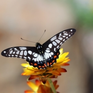 Papilio anactus at Acton, ACT - 21 Feb 2018 01:33 PM