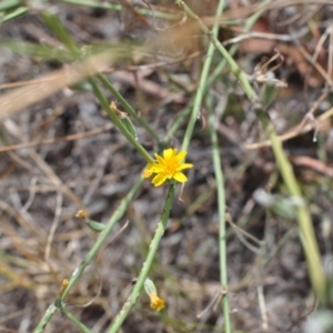 Chondrilla juncea at Griffith, ACT - 24 Feb 2021