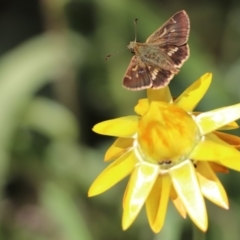 Dispar compacta (Barred Skipper) at Acton, ACT - 21 Feb 2018 by PeterR