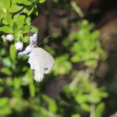 Erina hyacinthina (Varied Dusky-blue) at Canberra Central, ACT - 21 Feb 2018 by PeterR