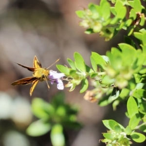 Ocybadistes walkeri at Canberra Central, ACT - 21 Feb 2018