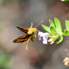 Ocybadistes walkeri at Canberra Central, ACT - 21 Feb 2018