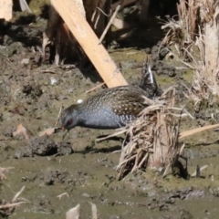 Porzana fluminea (Australian Spotted Crake) at Jerrabomberra Wetlands - 21 Feb 2018 by jb2602