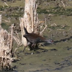 Zapornia tabuensis (Spotless Crake) at Fyshwick, ACT - 20 Feb 2018 by jbromilow50