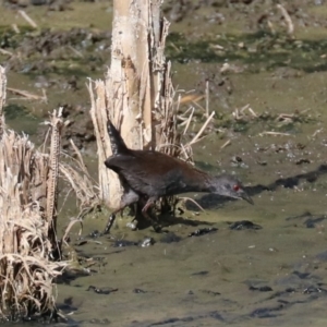 Zapornia tabuensis at Fyshwick, ACT - 21 Feb 2018 10:08 AM