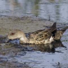 Anas gracilis (Grey Teal) at Fyshwick, ACT - 21 Feb 2018 by jb2602