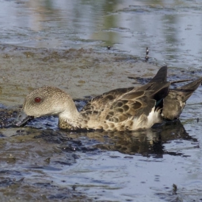 Anas gracilis (Grey Teal) at Fyshwick, ACT - 21 Feb 2018 by jb2602