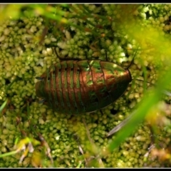 Polyzosteria viridissima (Alpine Metallic Cockroach) at Bimberi, NSW - 27 Jan 2010 by Jek